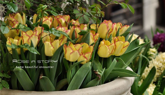 rose in story (459).jpg