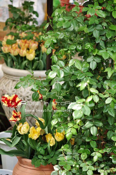 rose in story (674).jpg