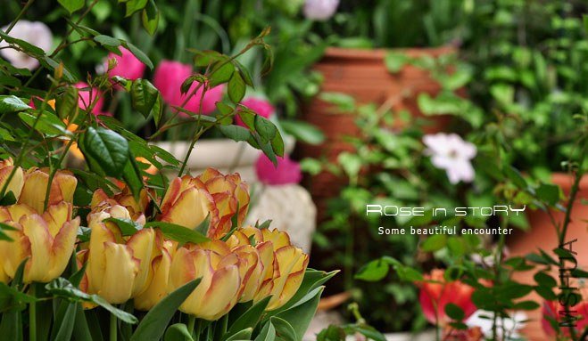 rose in story (682).jpg