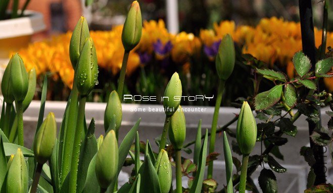 rose in story (79).jpg