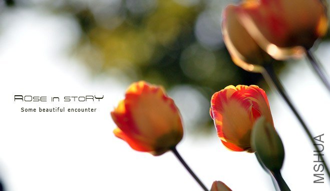 rose in story (109).jpg