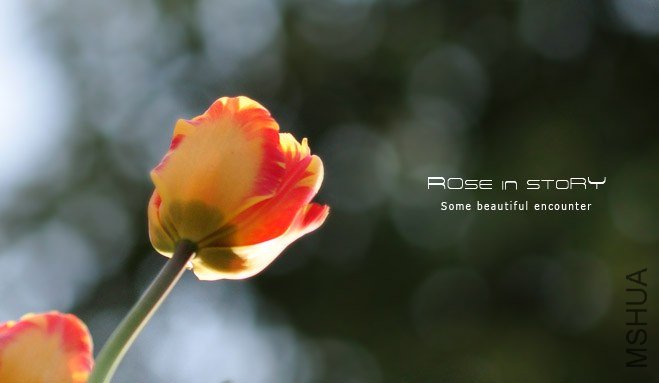 rose in story (110).jpg