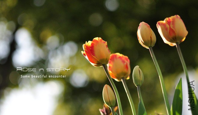 rose in story (111).jpg