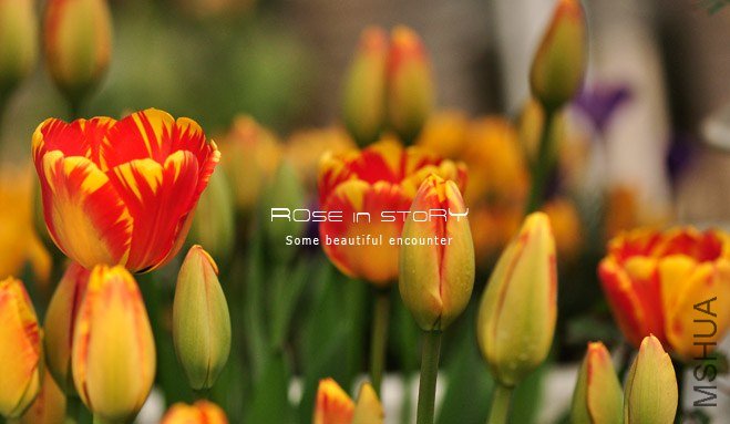 rose in story (117).jpg