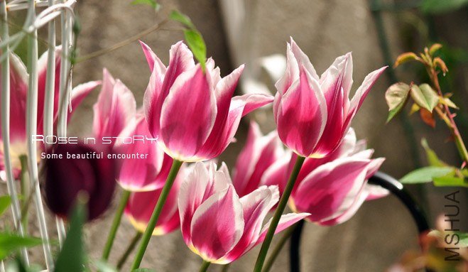 rose in story (424).jpg