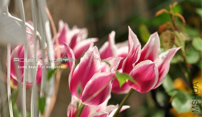 rose in story (426).jpg