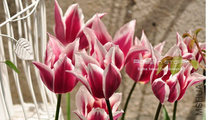 rose in story (427).jpg