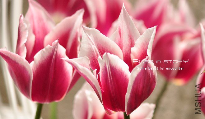 rose in story (428).jpg