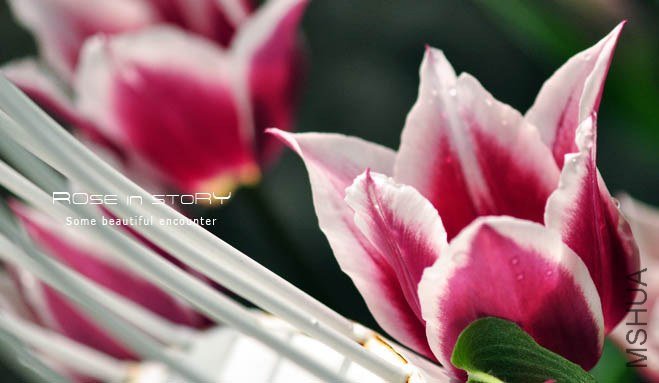 rose in story (328).jpg