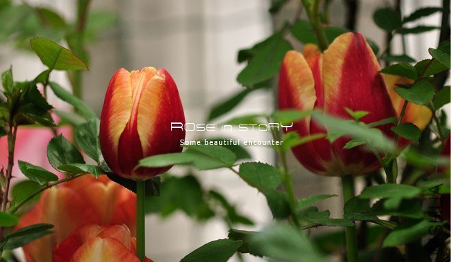 rose in story (309).jpg