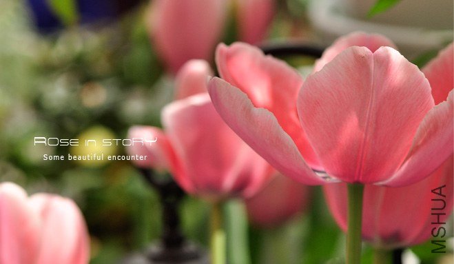 rose in story (453).jpg