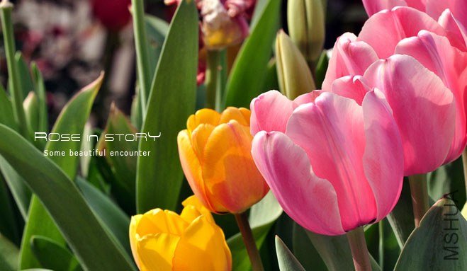 rose in story (358).jpg