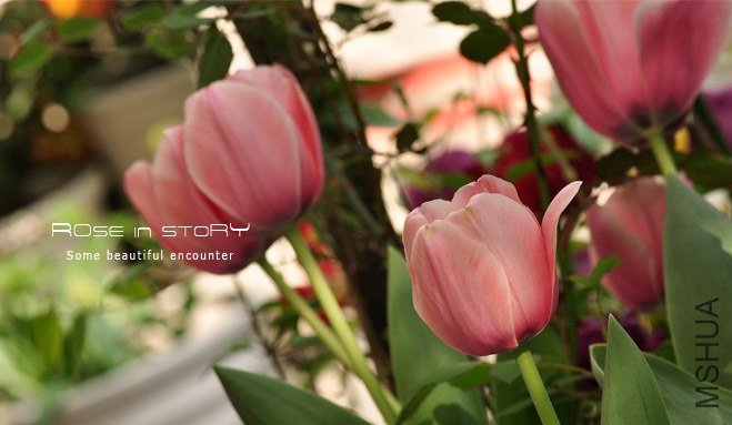 rose in story (371).jpg