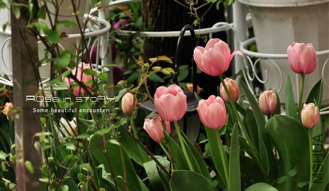 rose in story (326).jpg