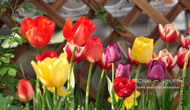 rose in story (21).jpg