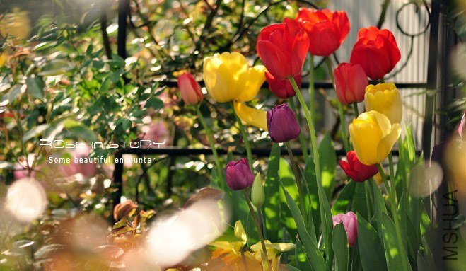 rose in story (30).jpg