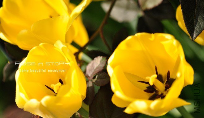 rose in story (34).jpg