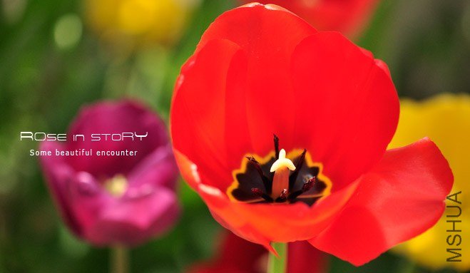 rose in story (35).jpg