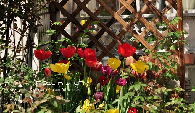 rose in story (42).jpg