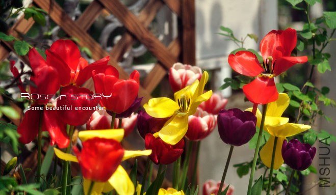 rose in story (314).jpg