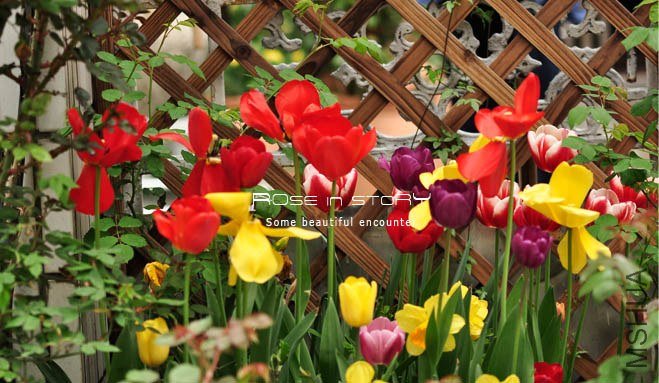 rose in story (320).jpg