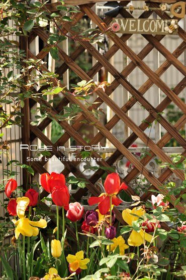 rose in story (337).jpg