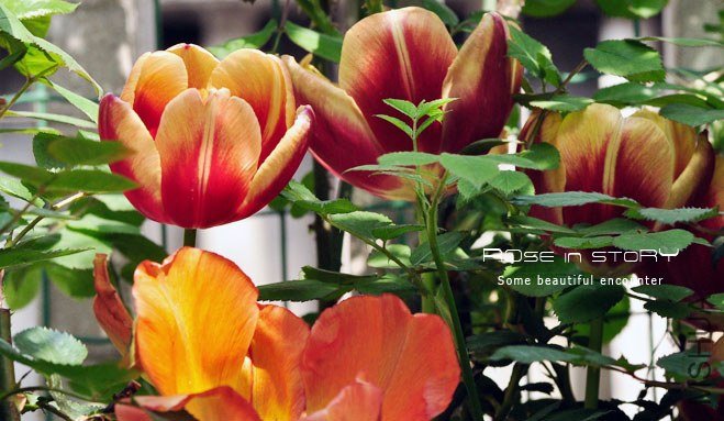 rose in story (349).jpg