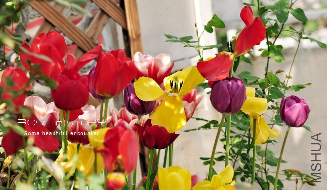 rose in story (386).jpg