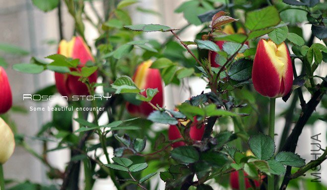 rose in story (164).jpg