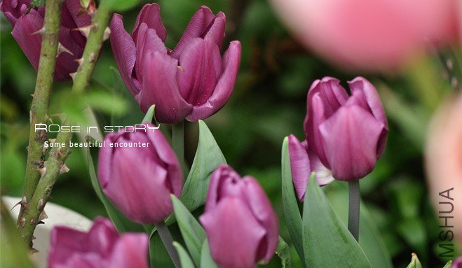 rose in story (150).jpg