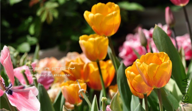 rose in story (475).jpg