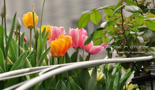 rose in story (457).jpg