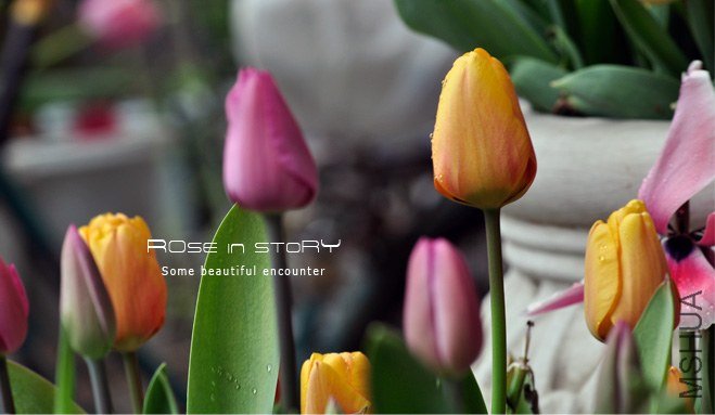 rose in story (479).jpg