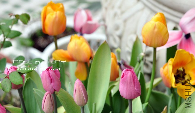 rose in story (512).jpg