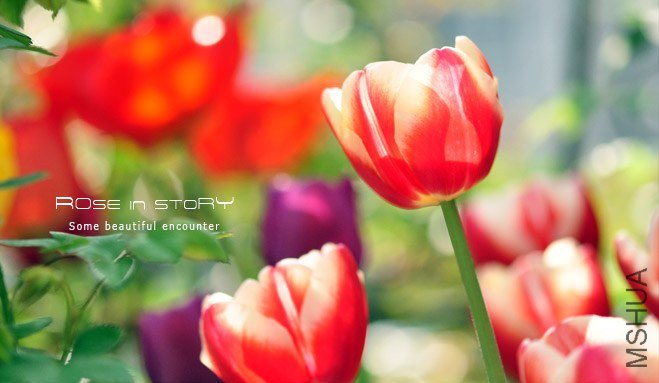 rose in story (31).jpg