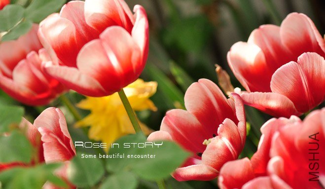 rose in story (369).jpg