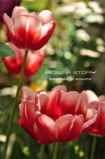 rose in story (387).jpg