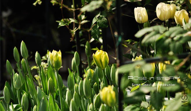 rose in story (379).jpg