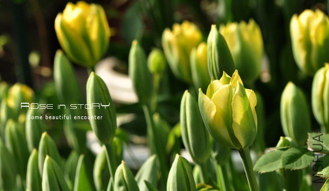 rose in story (381).jpg