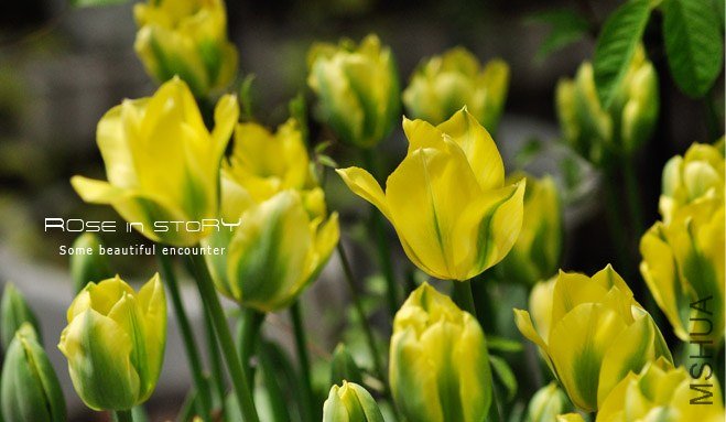 rose in story (410).jpg