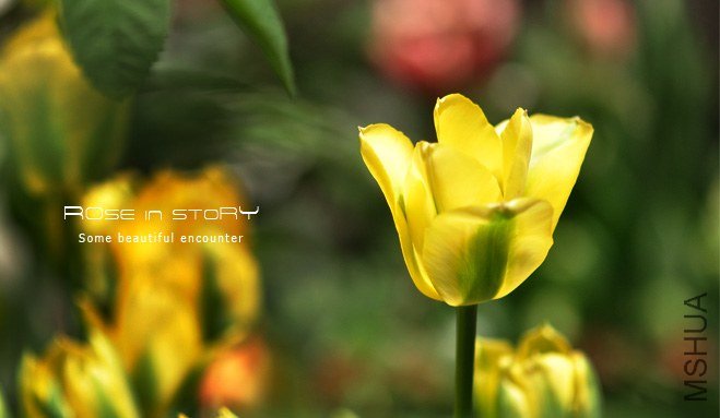 rose in story (412).jpg