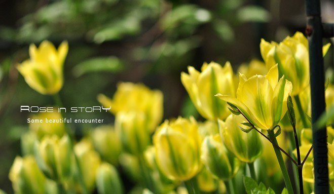 rose in story (425).jpg