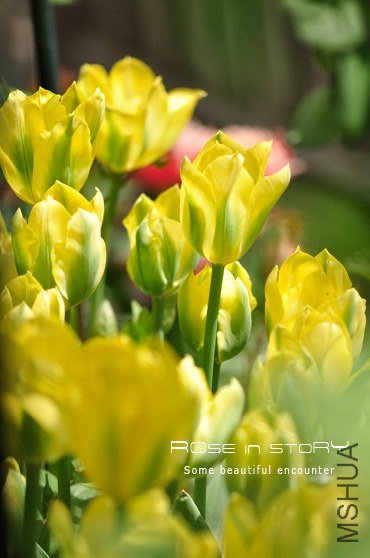 rose in story (435).jpg