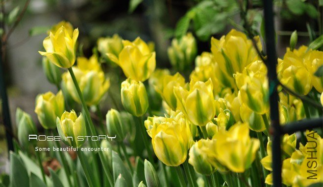 rose in story (464).jpg