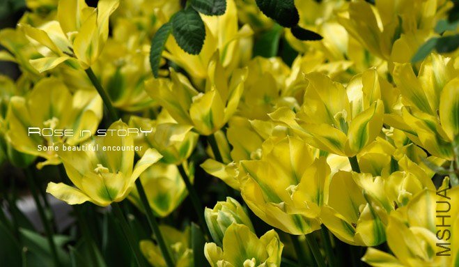 rose in story (465).jpg