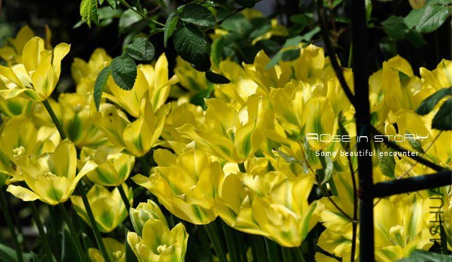 rose in story (466).jpg