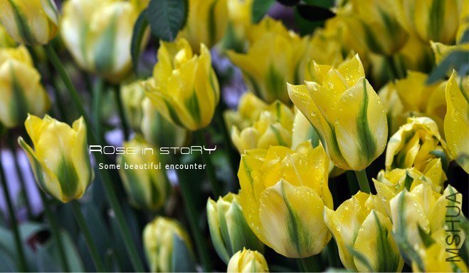 rose in story (468).jpg