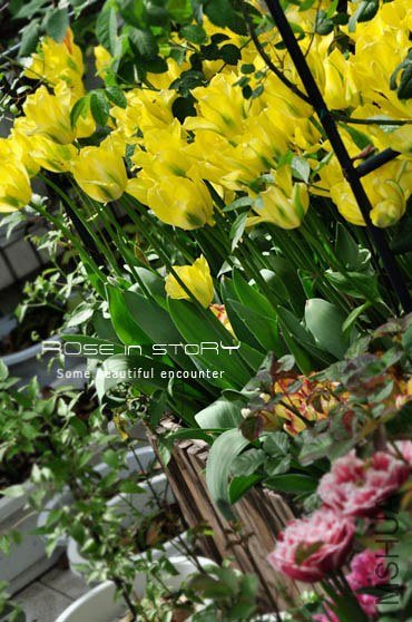 rose in story (673).jpg