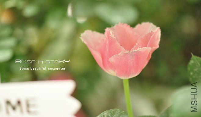 rose in story (752).jpg