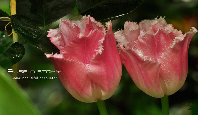 rose in story (776).jpg